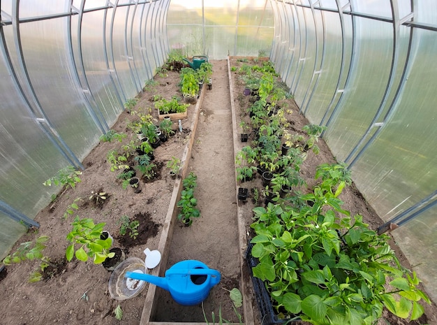 Top view of the seedlings in containers of tomatoes and peppers in the greenhouse before planting