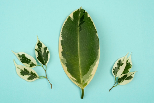 Top view of selection of plant leaves