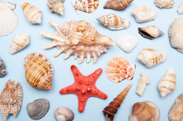 Top view of shells of different shapes and sizes on a blue background