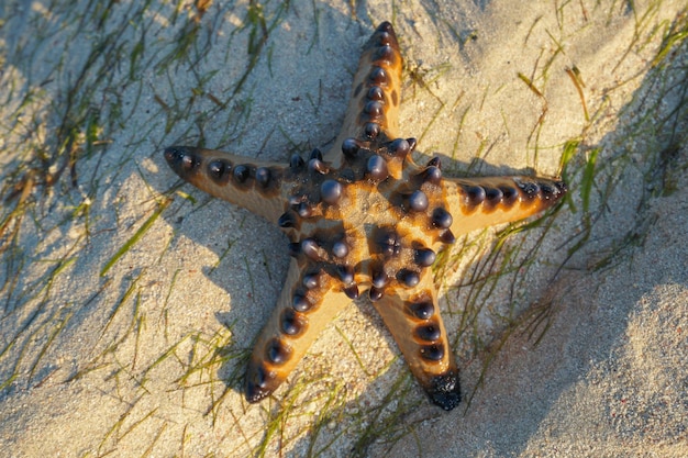 Top View Single Starfish is lying on the Sand of the Beach