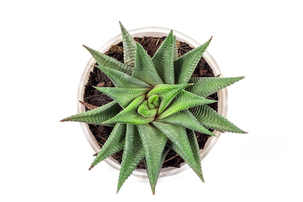 Top view of small cactus plant in white pot Haworthia limifolia isolate on white backgroundHaworthia limifolia MarlothFile Leafed Haworthia Fairies Washboard