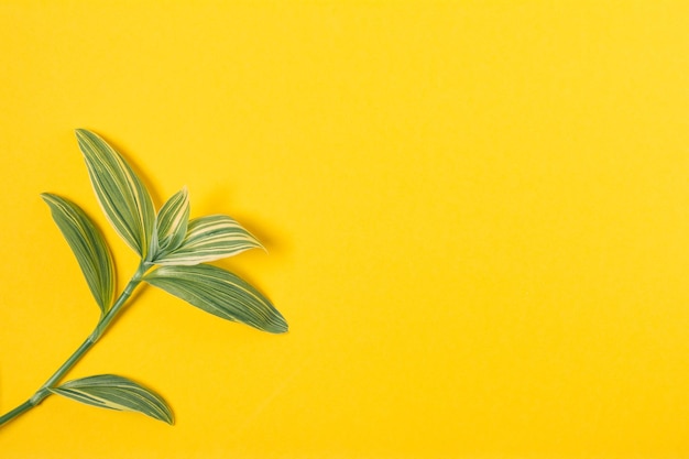 Top view of small green plant branch on yellow background with copy space Home plant concept