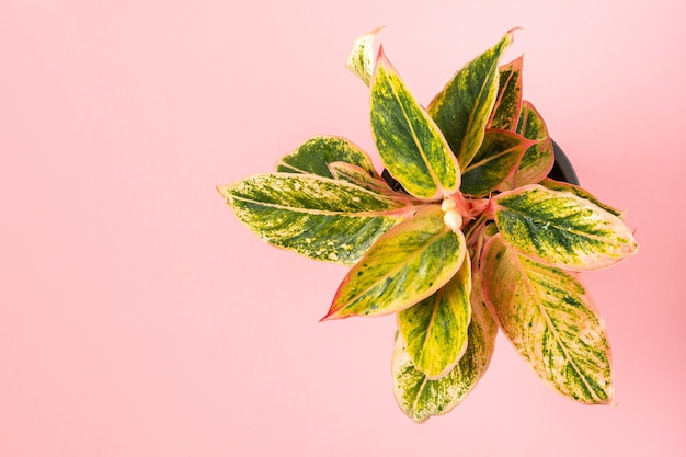 Top view of small green variegated plant Aglaonema Salmon Fantasy on pink background with copy space