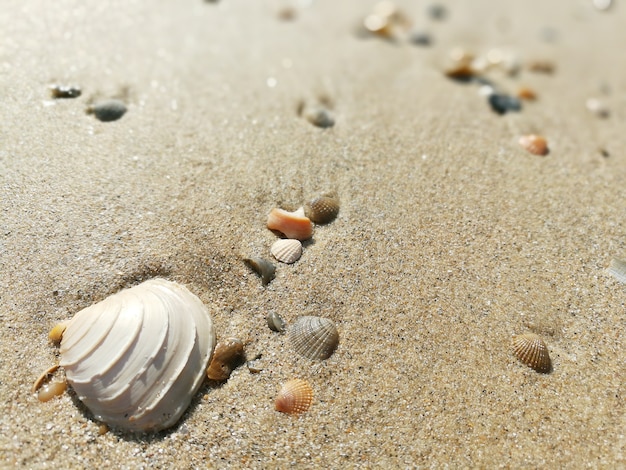 Top view of small shells on the beach sand.