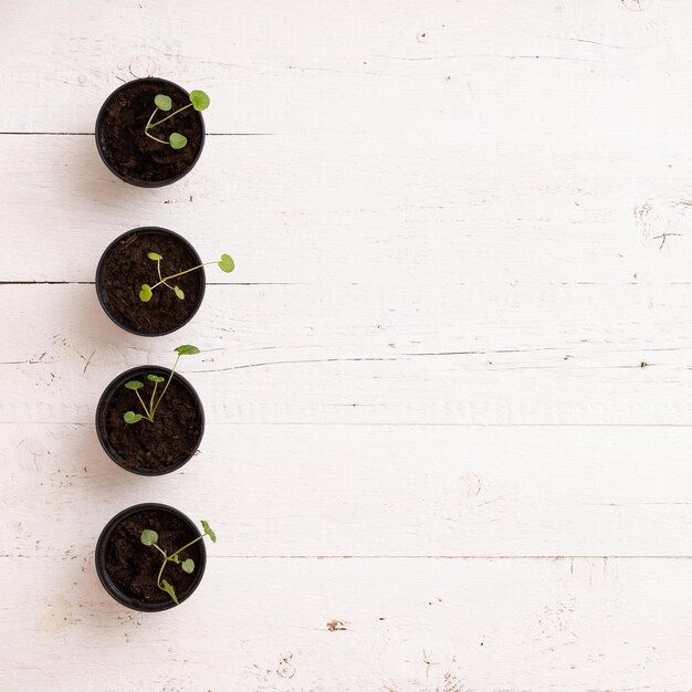 Top view on small sprouts in black bins on white wooden table background Growing concept