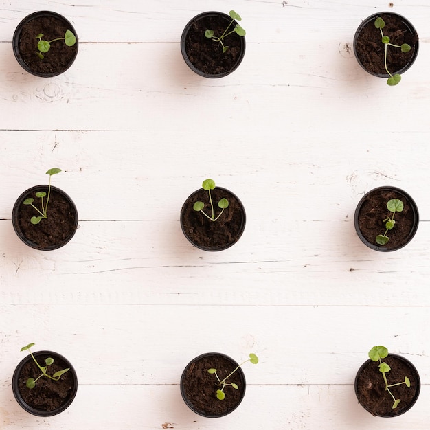 Top view on small sprouts in black bins on white wooden table background Growing concept