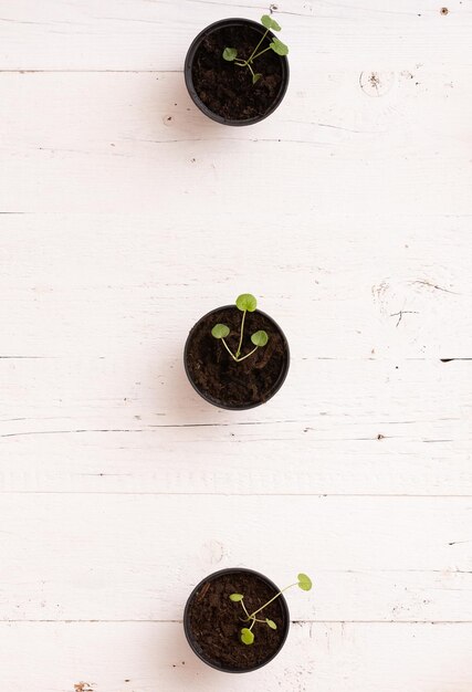 Top view on small sprouts in black bins on white wooden table background Growing concept