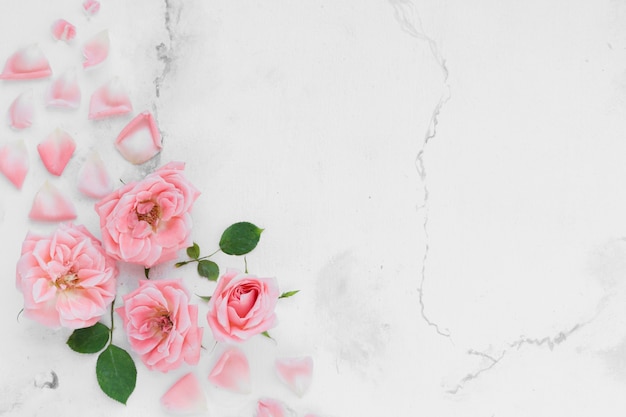 Top view of spring roses with petals and marble background