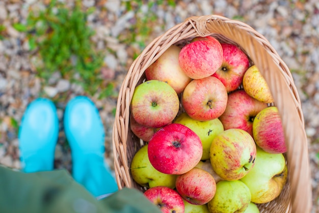 Top view of Straw basket with red apples and bright rubber boots at the grass