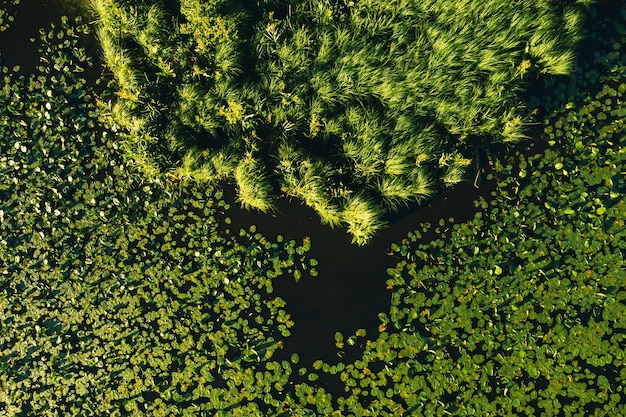 Top view of the Svisloch river in the city's Loshitsa Park with lilies at sunset.Beautiful nature of Belarus.