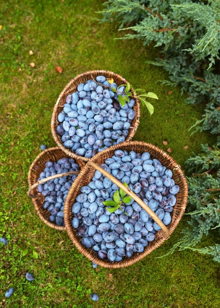 Top view of three baskets full of organic blue plum fruits in the autumn garden