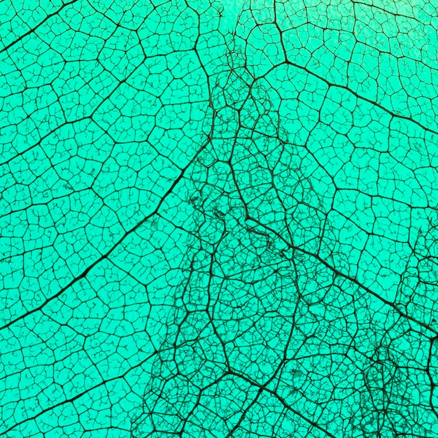 Top view of transparent leaf with colored hue