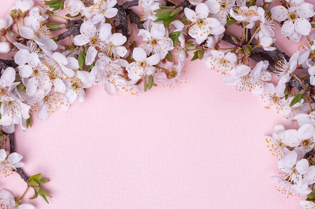 Top view of tree branches with blooming spring flowers on pink background