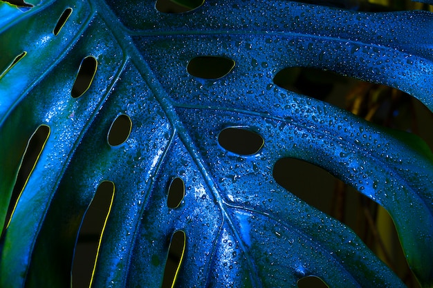 Top view tropical blue monstera leaf