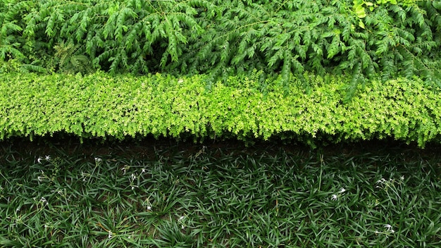 Top view of tropical green leaf