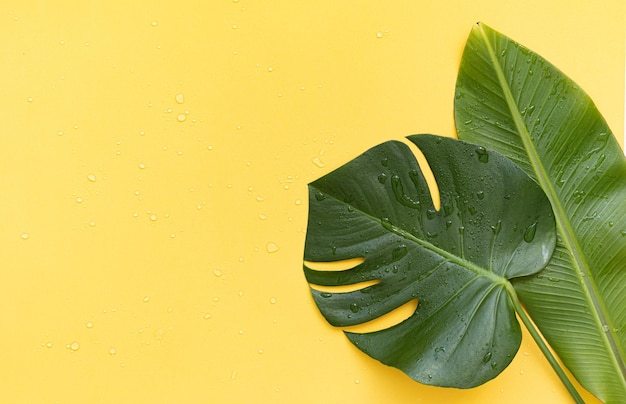 Top view tropical leaves on vibrant background Summer flat lay composition