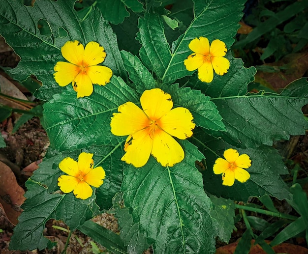 Top view unique five yellow flowers with green leaf