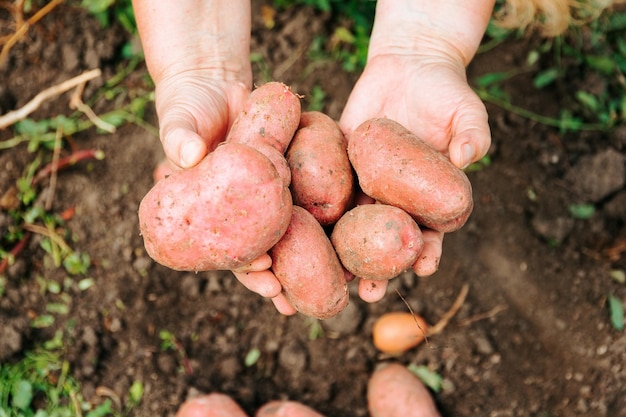 Top view unrecognizable close up of large delicious potato vegetable in the hands of a male farmer