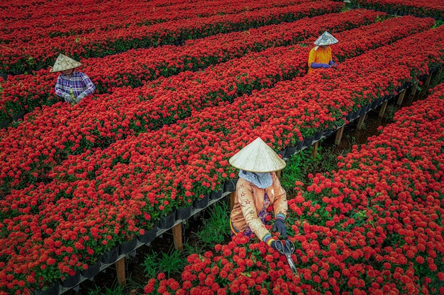 Top view of vietnamese farmer working with red flowers garden in sadec