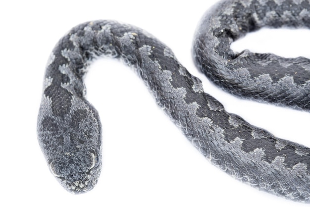 Top view of viper snake baby vipera latastei