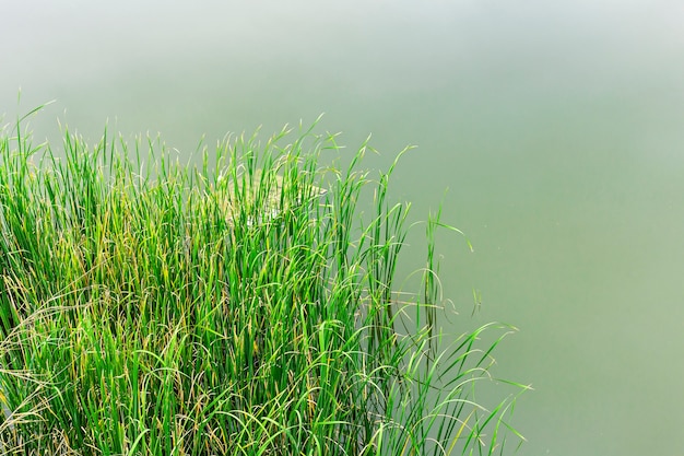 Top view of weeds in the swamp.