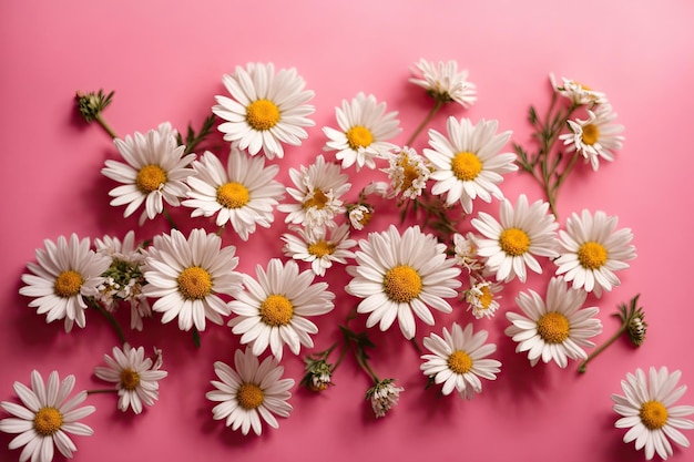 Top view of white chamomile flowers isolated on pink background ai generative