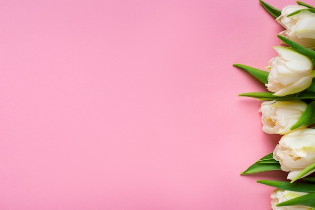 Top view of white tulips on pink background with copy space