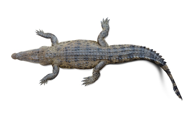 Top view of the wildlife crocodile isolated on white background