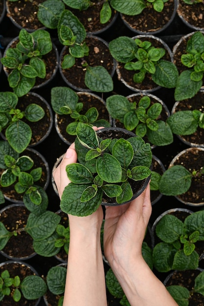 Top view of woman gardener in a large greenhouse holding a pot with plant Growing flower seedlings