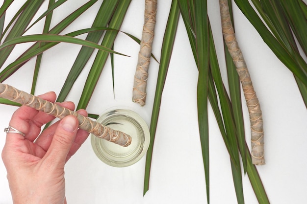 Top view of woman hand putting cutted piece of trunk old Dracaena marginata into water to root it on white background