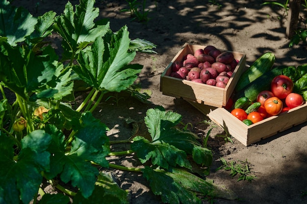 Top view of wooden crates with fresh harvest organic vegetables in agricultural field next to a fertile eggplant bush