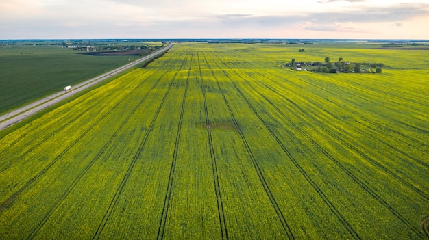 Top view of a yellow rapeseed field after rain in Belarus, an agricultural area.The concept of development of the agricultural sector.