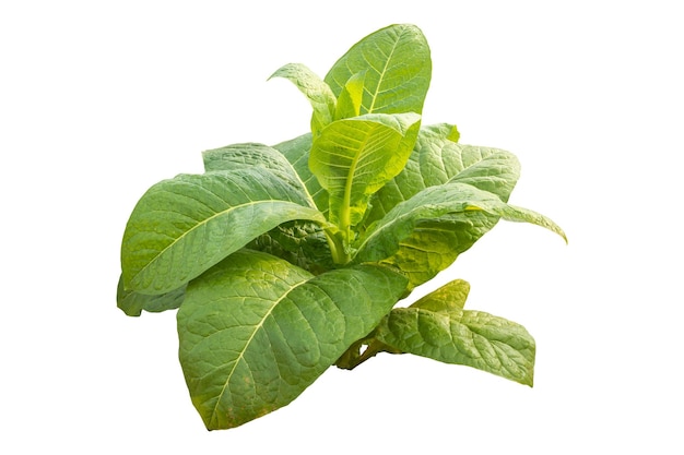 Top view of young green tobacco plant Isolated on white