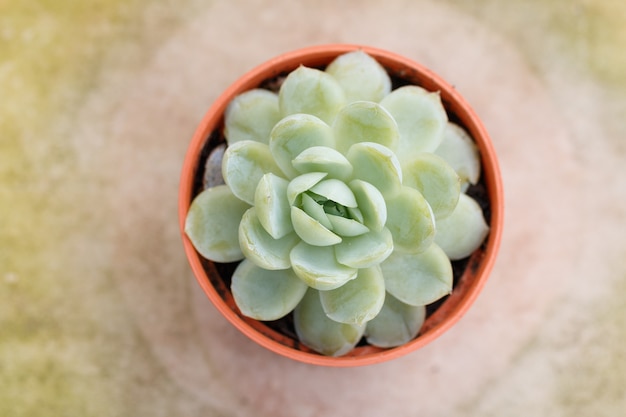 Top views of SUCCULENT plant in plastic pot.