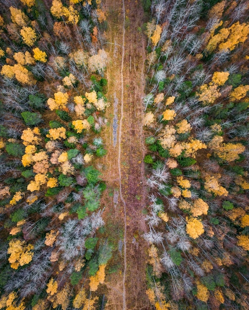 Photo topdown drone view of the country road near the colorful forest in cloudy autumn day karelia russia