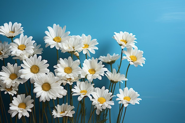 Topdown shot white chamomile daisies on serene pastel blue backdrop