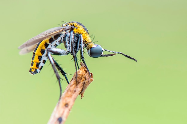 tophoxora   hunchback bee fly  on green background