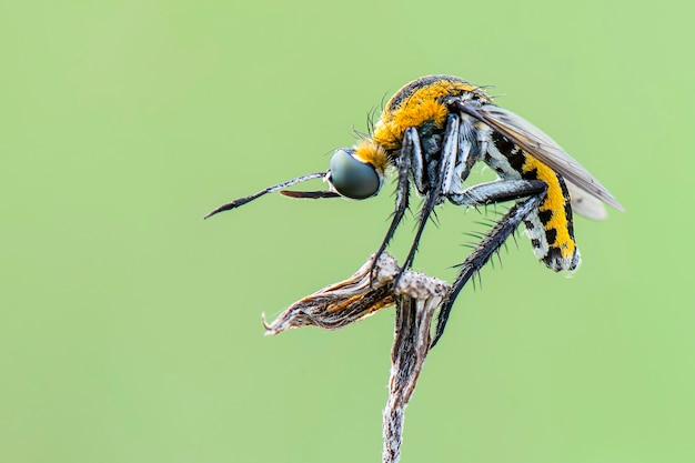 tophoxora   hunchback bee fly  on green background