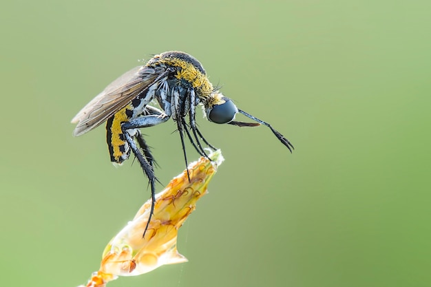 tophoxora Hunchback bee fly on green background