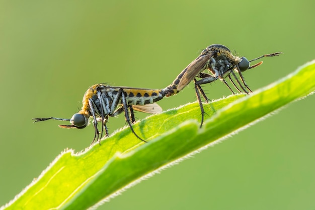 tophoxora Hunchback bee fly on green background