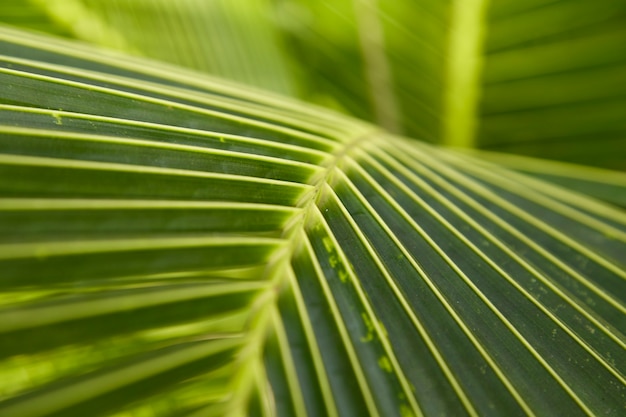 Topical coconut Leaves green background