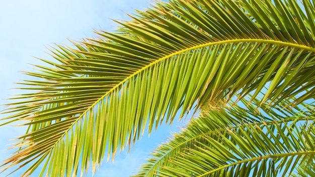 Topical palm tree leaves Green leaf in summer morning sun light on blue sky