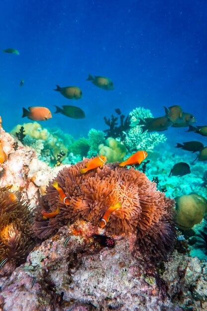 Topical saltwater fish ,clownfish - Coral reef in the Maldives, Anemonefish