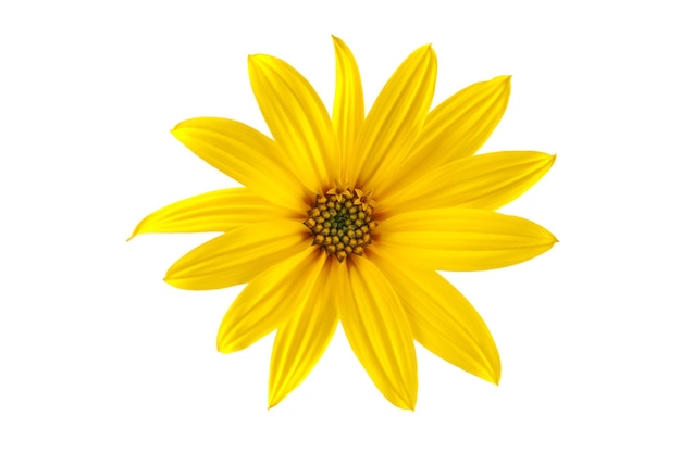 Topinambur yellow flower Jerusalem artichoke one flowerhead with yellow petals on white background