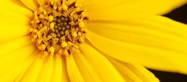 Topinambur yellow flower macro photo of Jerusalem artichoke petals pistil and stamen