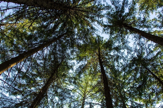 Tops of pine trees in an Austrian forest