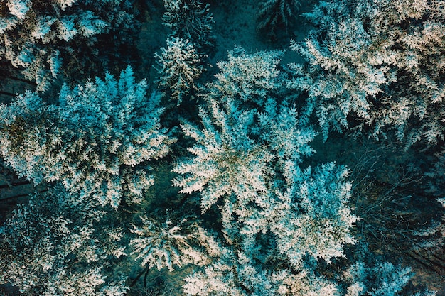 Tops of snowcovered pines on a frosty morning in the Carpathians Snowy evergreen wild forest new forest view from a height