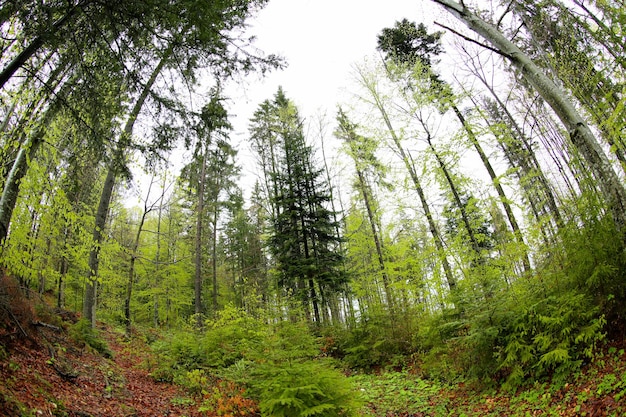 Tops of trees in the mountain forest