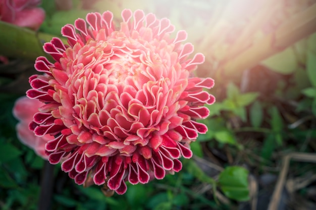 Photo torch ginger flower