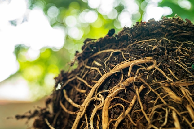 Torn tree with roots from under the ground